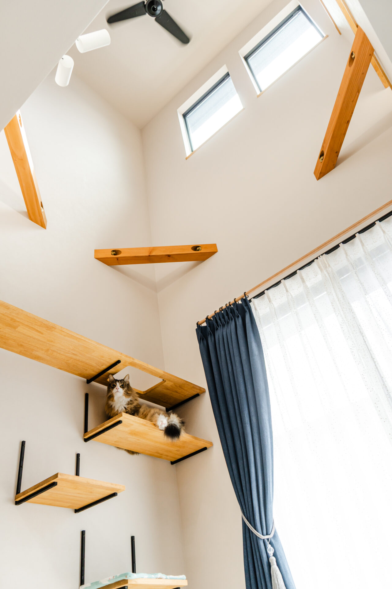 キャットウォークを移動する愛猫